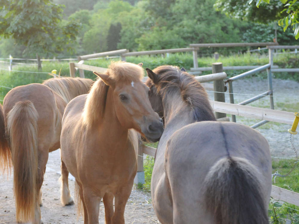 Ferienbetreuung auf dem Pferdehof: Pferde auf dem Hof