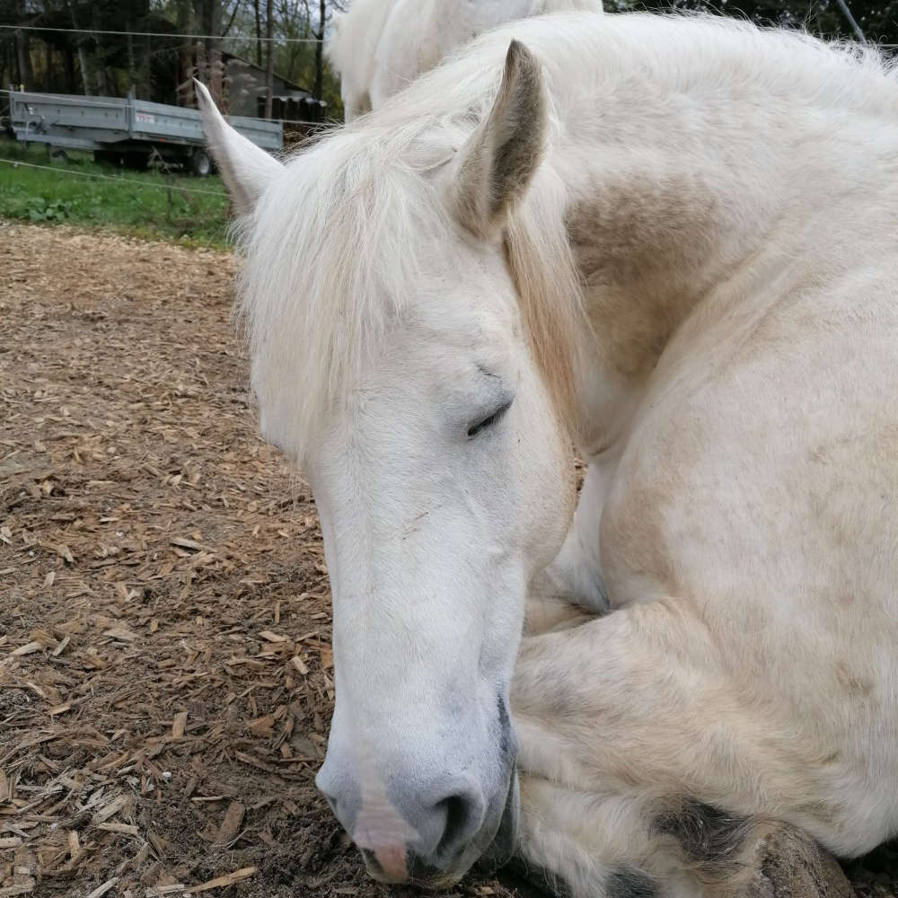 Psychotherapeutisches Arbeiten mit dem Pferd - Bild von einem weißen Pony mit geschlossenen Augen